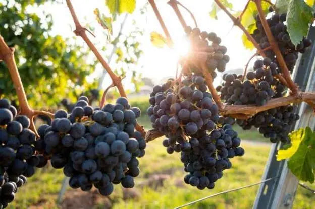 9-cépages-à-découvrir-ou-redécouvrir Les 2 cavistes